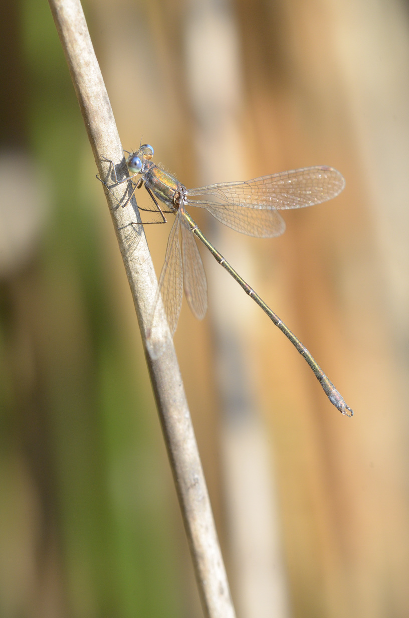 Quale Lestes ? sponsa & virens vestalis